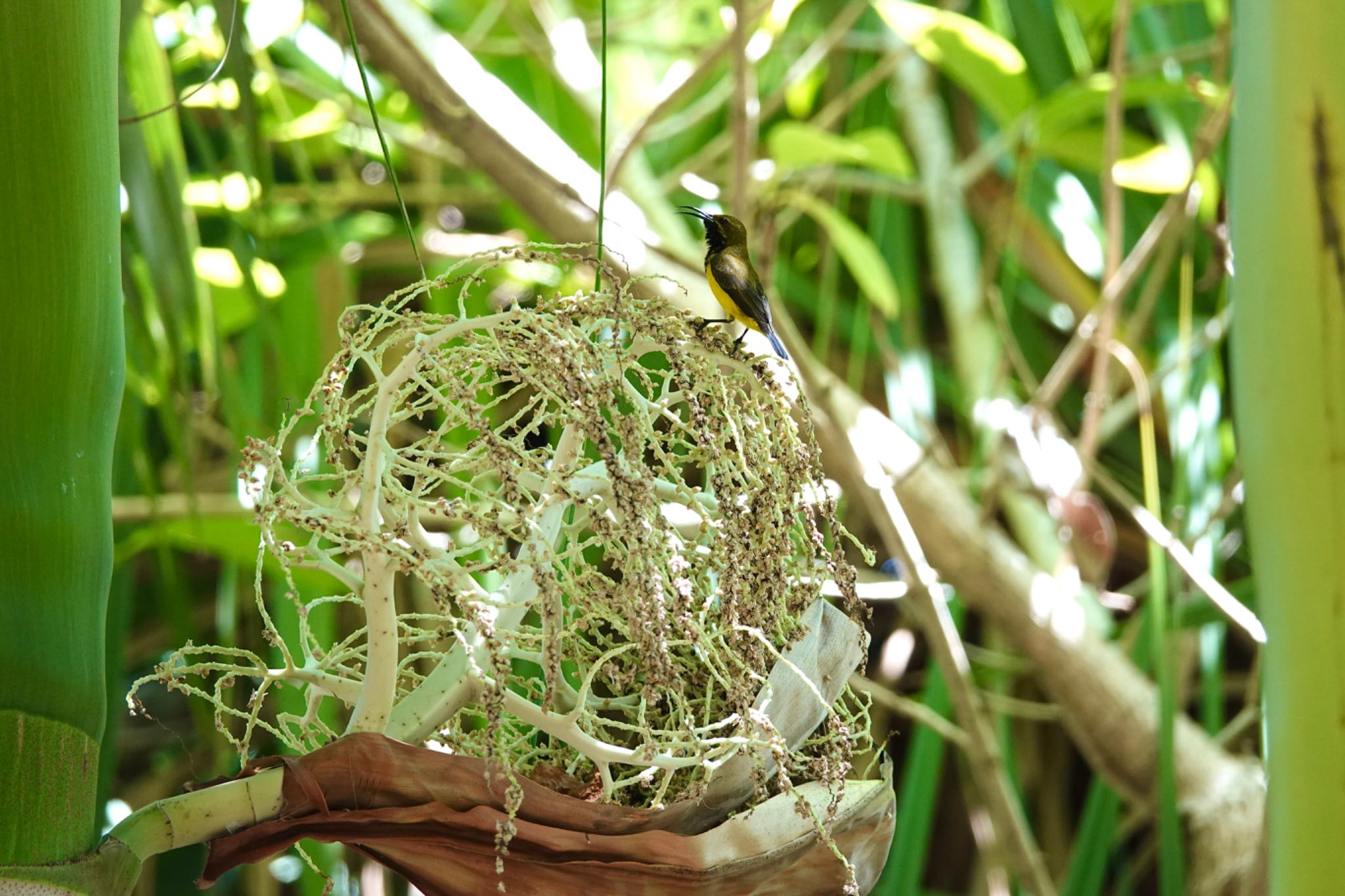 Cattana Wetlands(Cairns) キバラタイヨウチョウの写真 by のどか