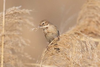 Pallas's Reed Bunting Unknown Spots Sun, 3/4/2018