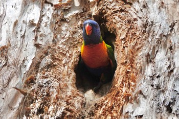 Rainbow Lorikeet ケアンズ Sun, 10/9/2022