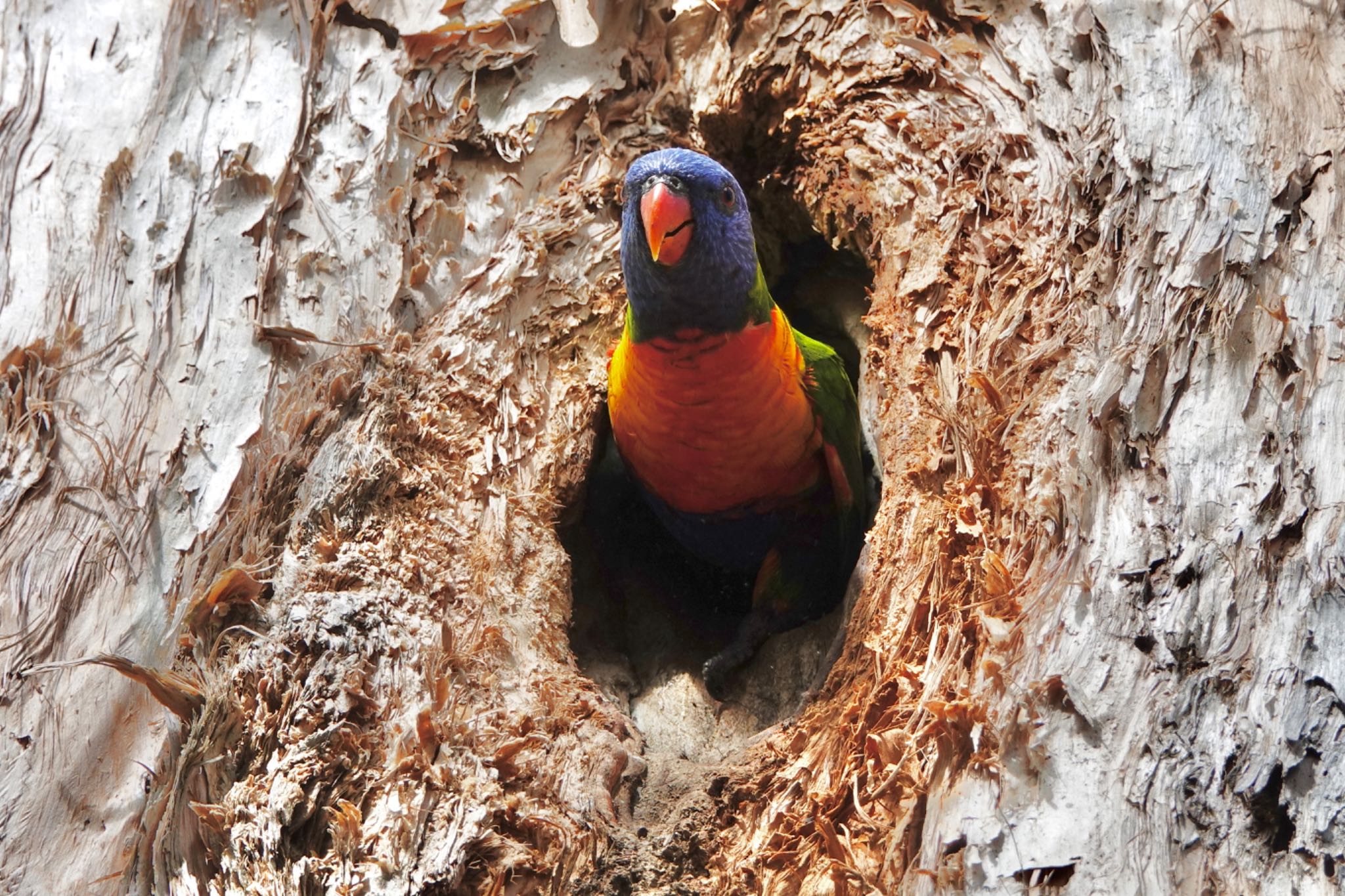 ケアンズ ゴシキセイガイインコの写真 by のどか