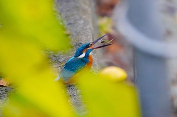 2022年12月6日(火) 茶臼山の野鳥観察記録