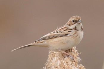 Pallas's Reed Bunting