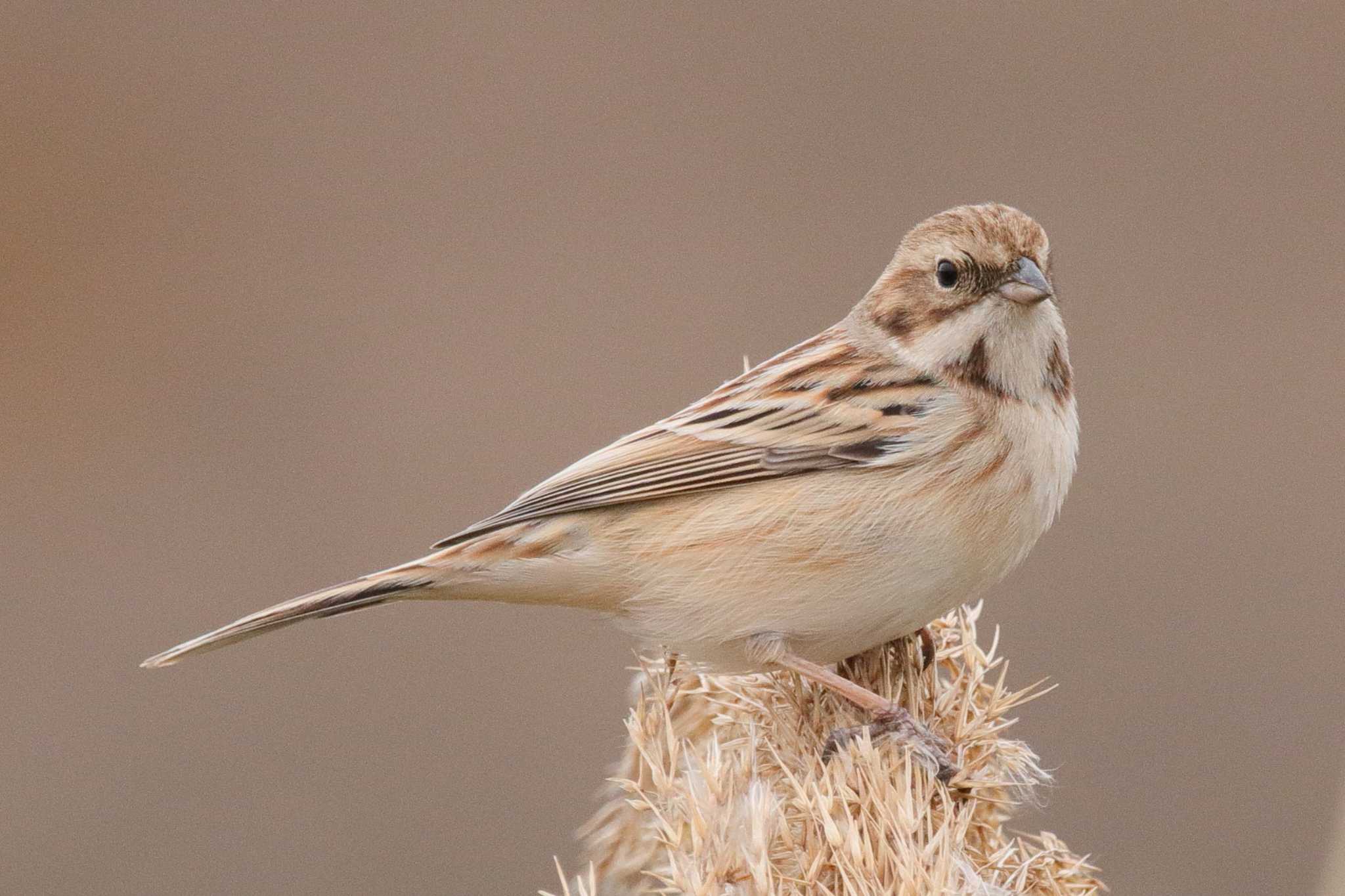 Photo of Pallas's Reed Bunting at  by みっちー