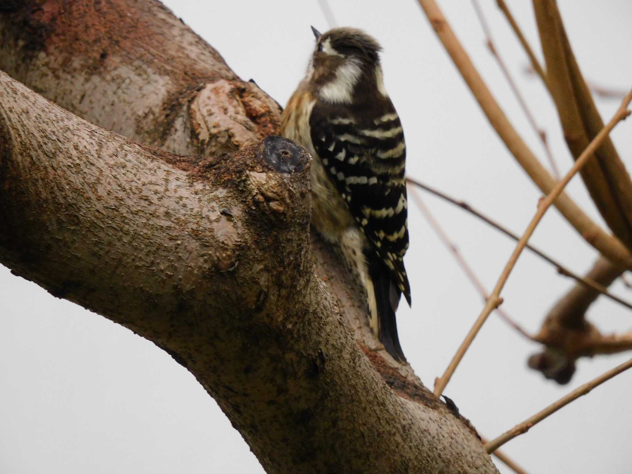 Japanese Pygmy Woodpecker