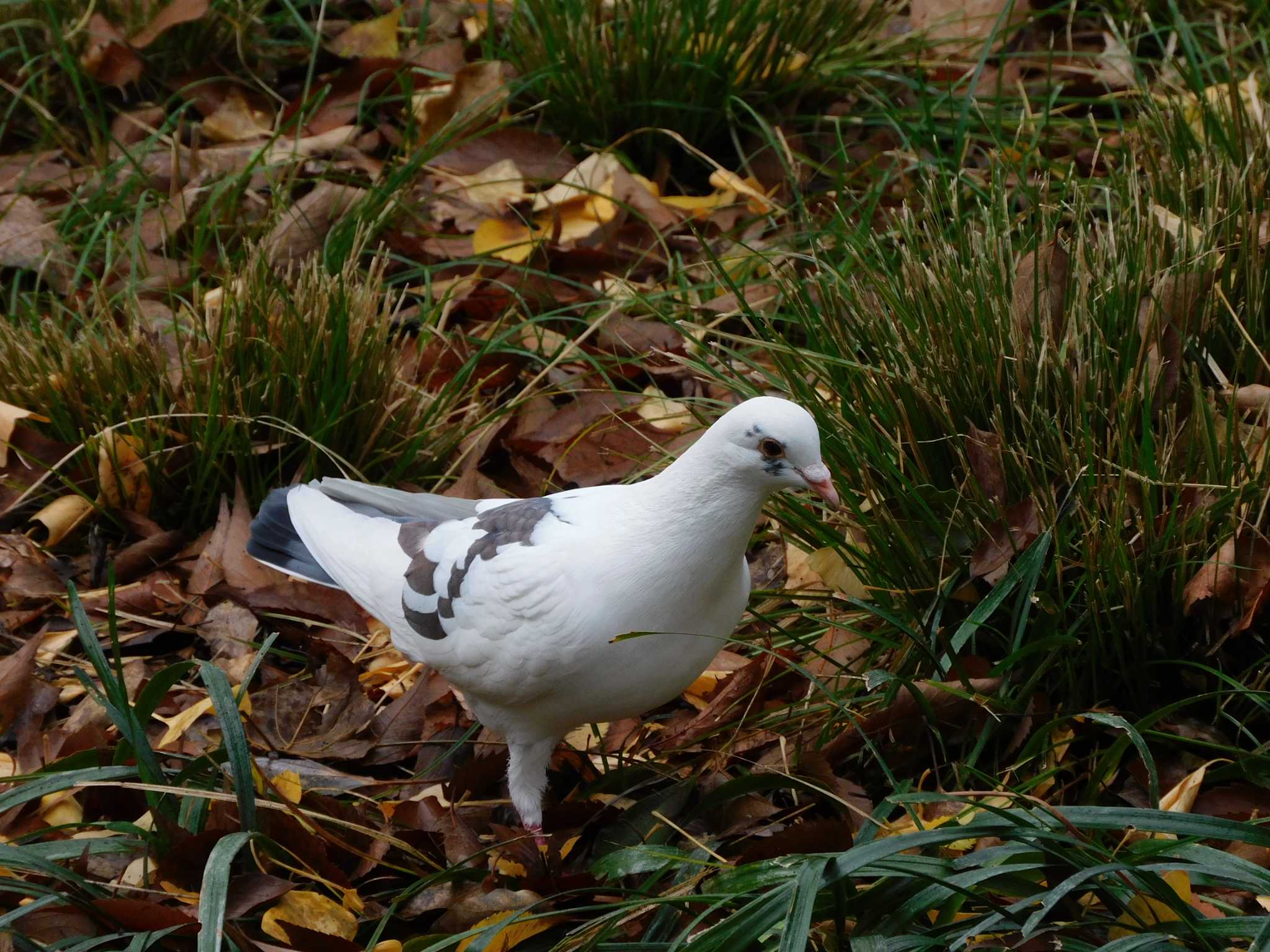 Rock Dove