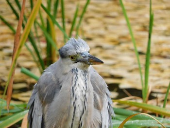 Tue, 12/6/2022 Birding report at Hibiya Park