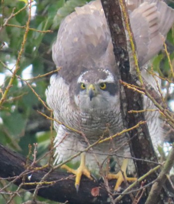 Eurasian Goshawk Mizumoto Park Tue, 12/6/2022