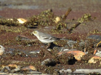 Citrine Wagtail 愛知県愛西市立田町 Tue, 12/6/2022