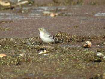 Citrine Wagtail 愛知県愛西市立田町 Tue, 12/6/2022