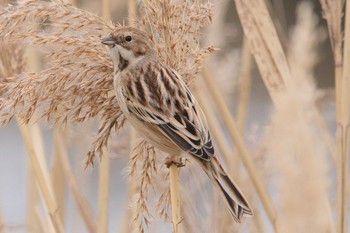 Pallas's Reed Bunting Unknown Spots Sat, 3/3/2018