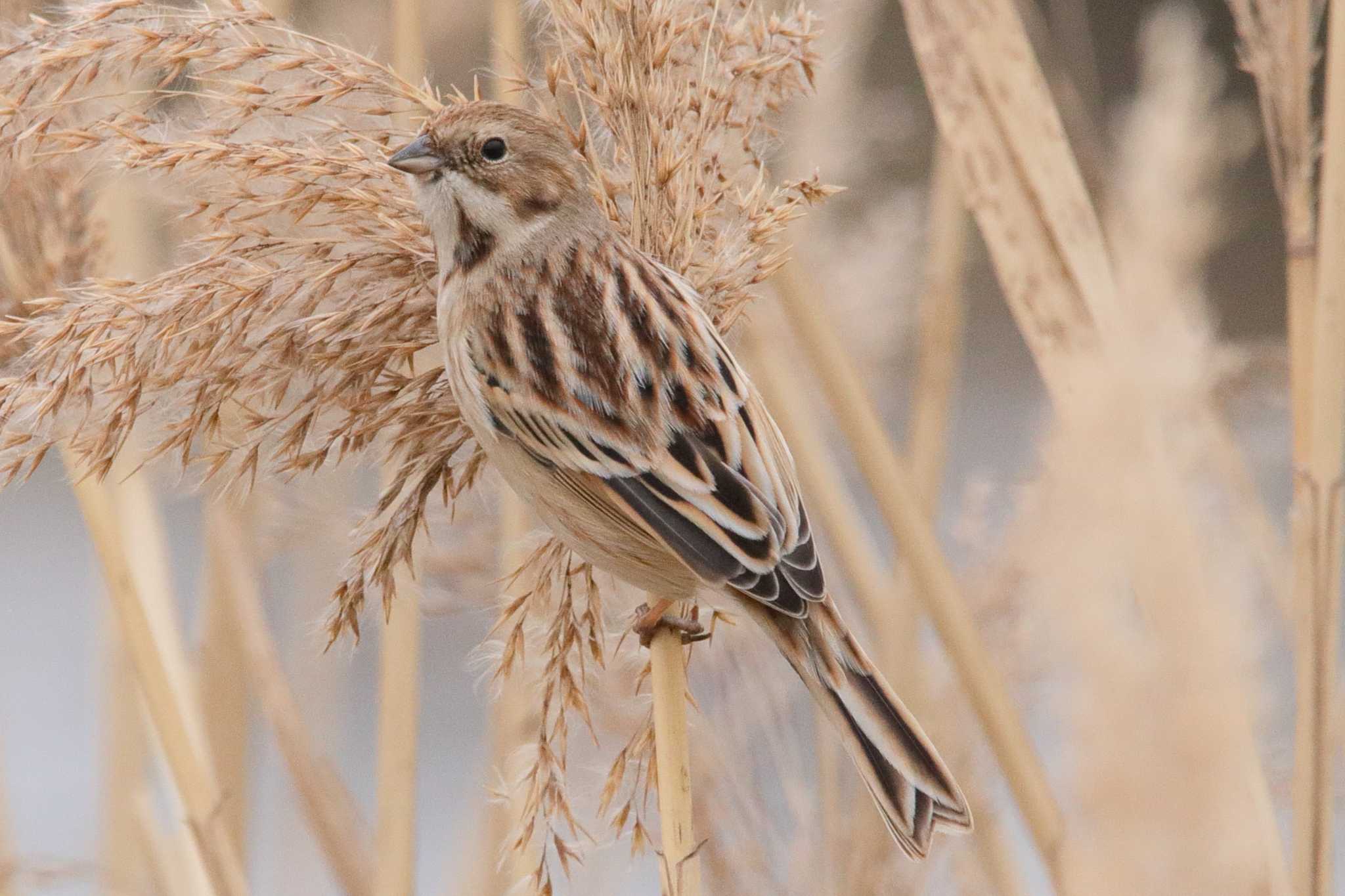 Photo of Pallas's Reed Bunting at  by みっちー