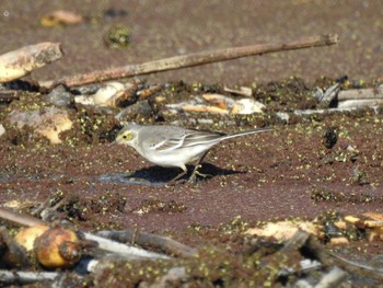 Citrine Wagtail 愛知県愛西市立田町 Tue, 12/6/2022