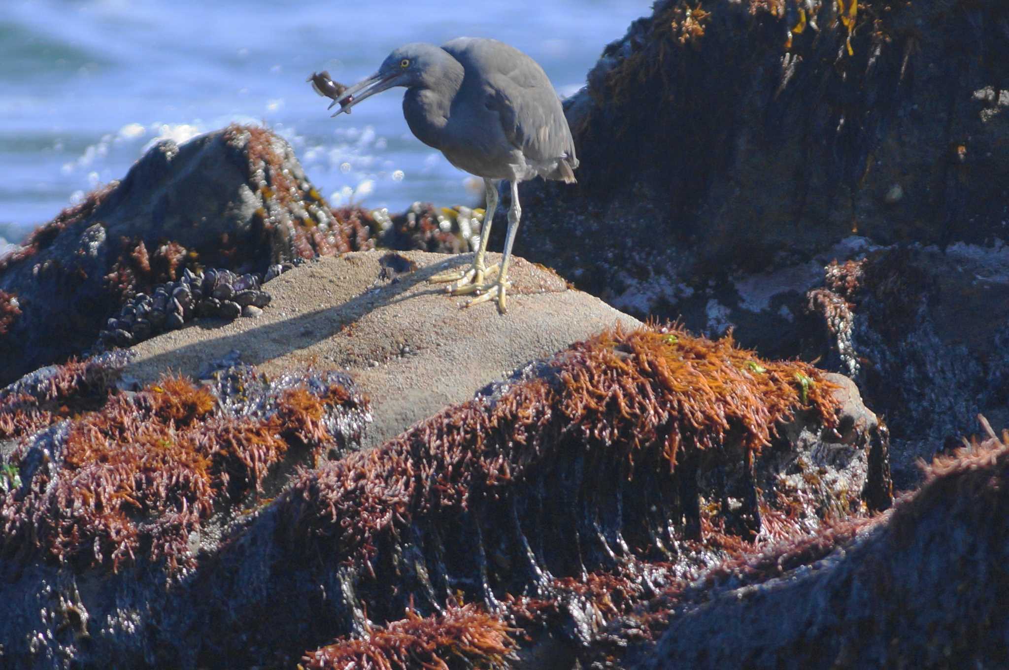 Pacific Reef Heron