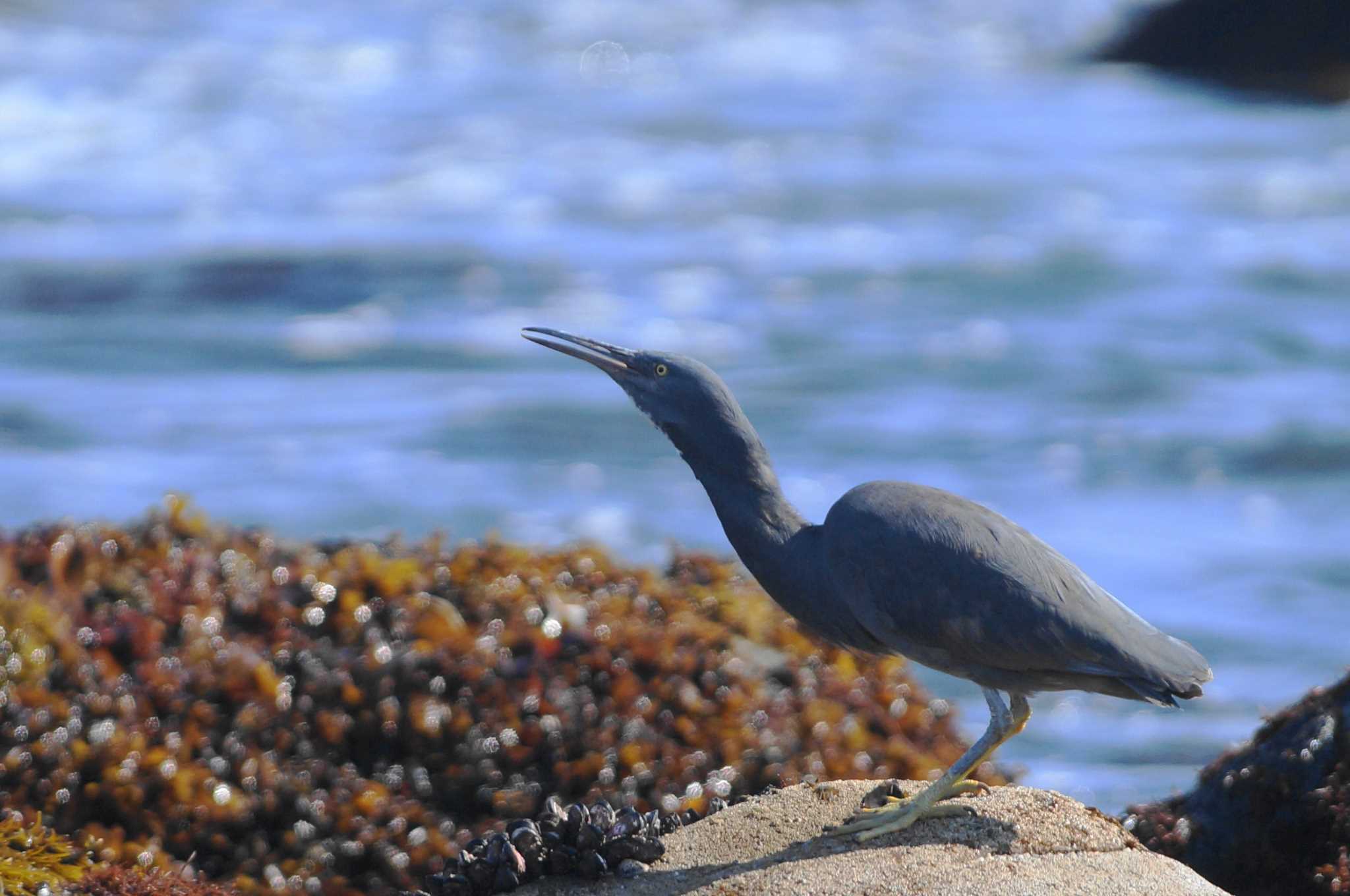 Pacific Reef Heron