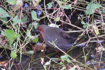 Ruddy-breasted Crake 境川遊水地公園 Sun, 12/4/2022