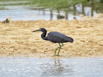 Pacific Reef Heron 屋我地島(沖縄県) Mon, 12/5/2022