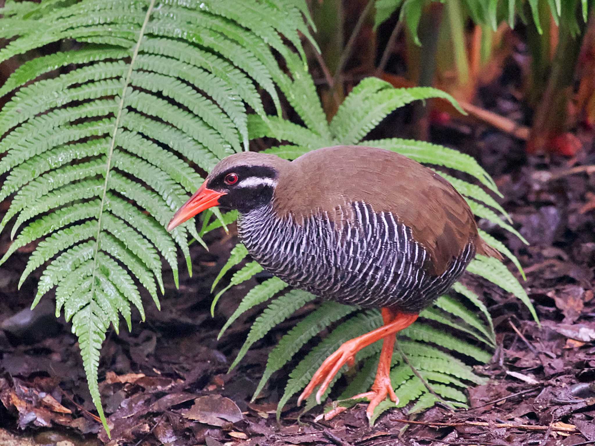 Photo of Okinawa Rail at Kunigamison by 藤原奏冥