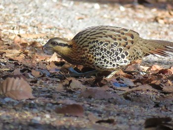 ウンナンコジュケイ タイ北部 撮影日未設定