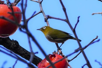 Warbling White-eye 東京都 Sun, 11/27/2022