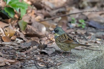 Masked Bunting Akashi Park Mon, 2/26/2018