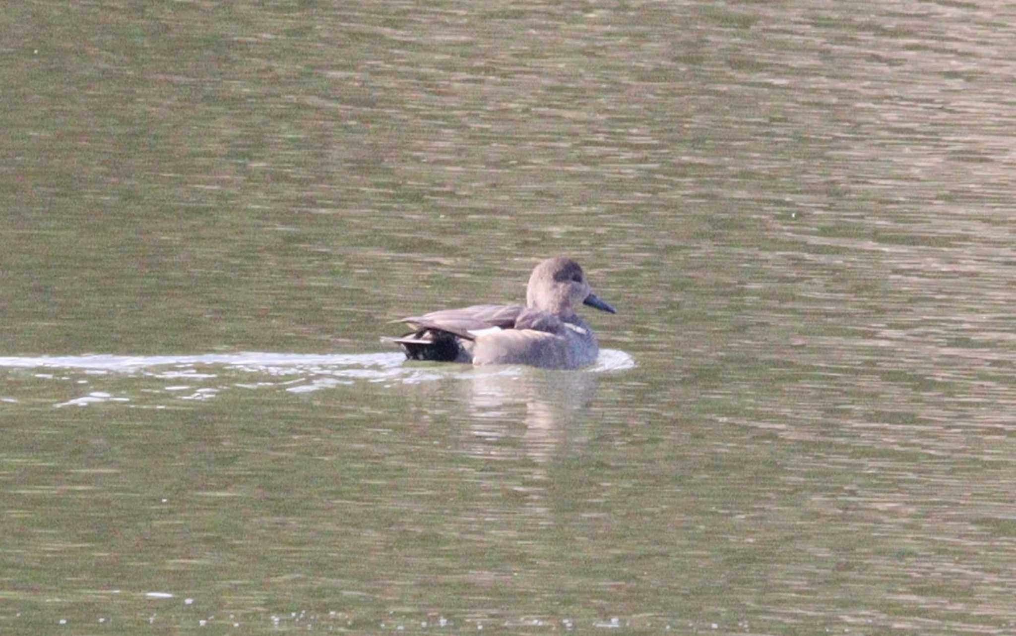 Gadwall