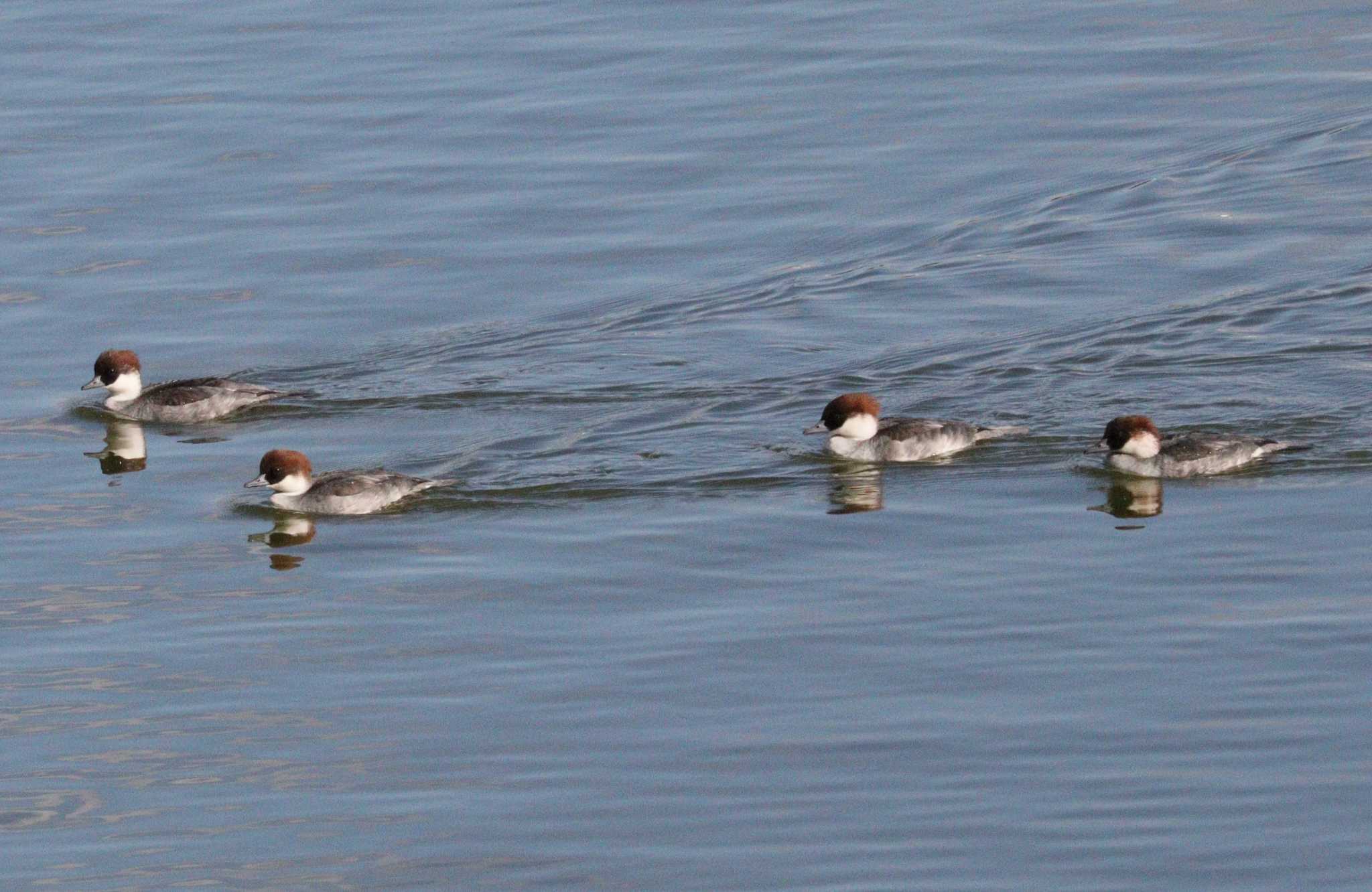 Smew