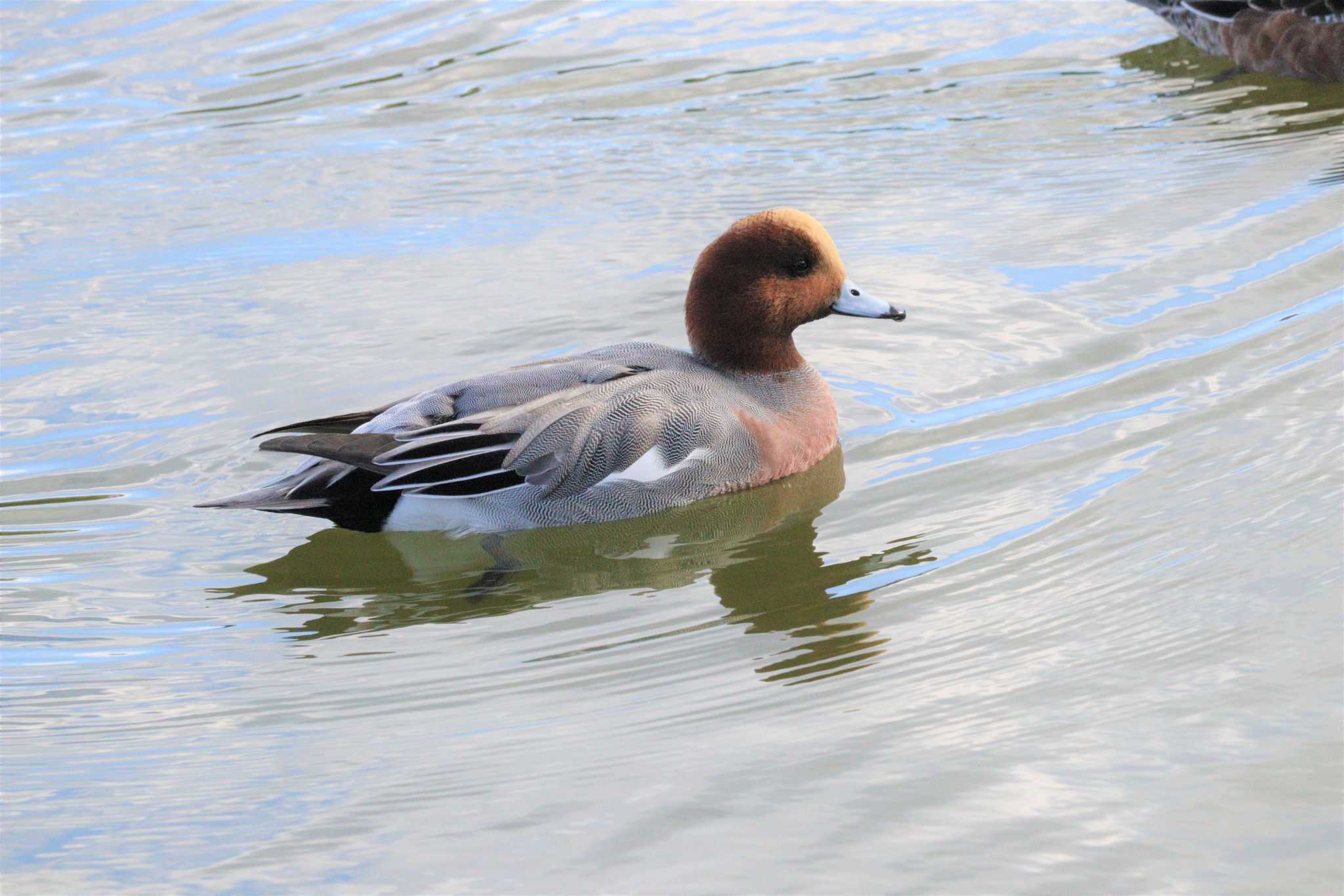 Eurasian Wigeon