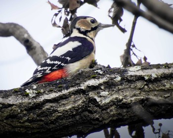 Great Spotted Woodpecker 生駒山 Tue, 12/6/2022