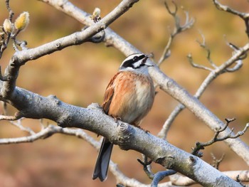 Meadow Bunting 生駒山 Tue, 12/6/2022