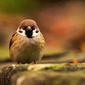 Eurasian Tree Sparrow 府中の森公園 Tue, 12/6/2022