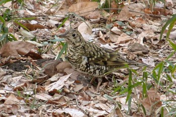 2018年3月2日(金) 三ツ池公園(横浜市鶴見区)の野鳥観察記録