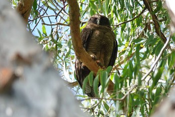 2022年10月9日(日) ケアンズの野鳥観察記録