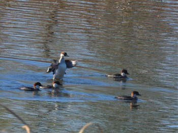 Sun, 12/4/2022 Birding report at 芝川第一調節池(芝川貯水池)