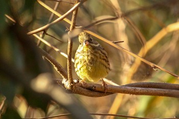 アオジ 三ツ池公園(横浜市鶴見区) 2018年3月2日(金)