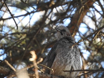 2022年12月2日(金) 帯広市 帯広川の野鳥観察記録