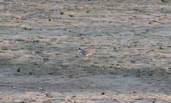 2022年12月6日(火) 勅使池(豊明市)の野鳥観察記録