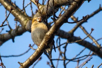 Hawfinch Mitsuike Park Fri, 3/2/2018