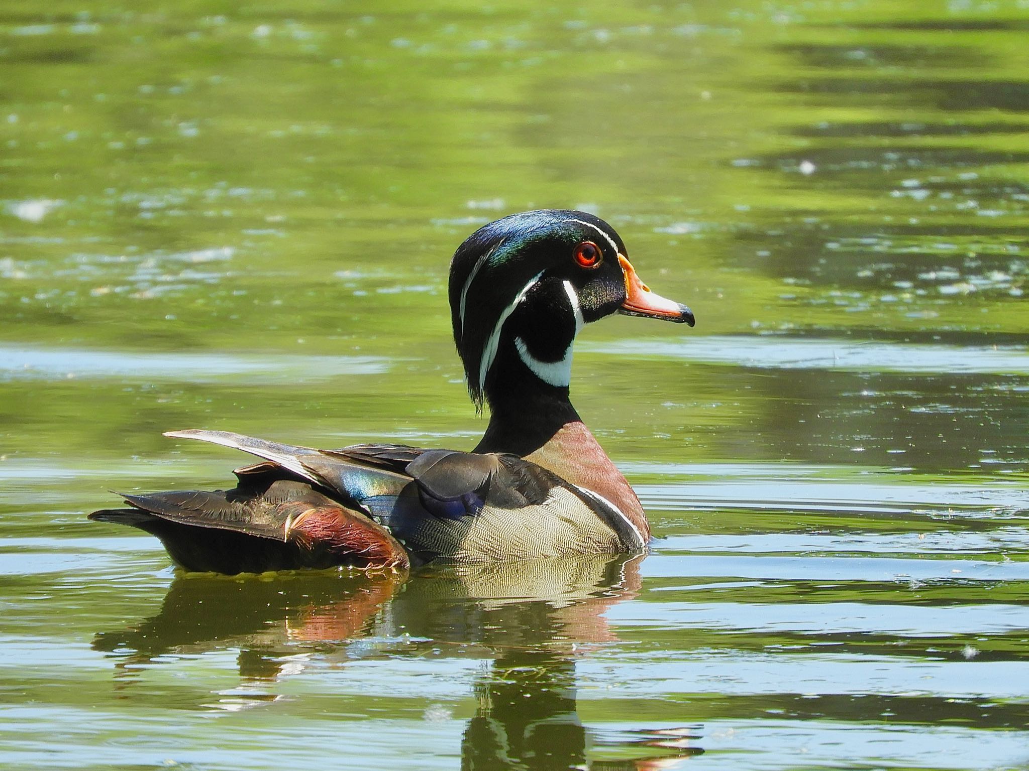 Photo of Wood Duck at Loring Park by たっちゃん365