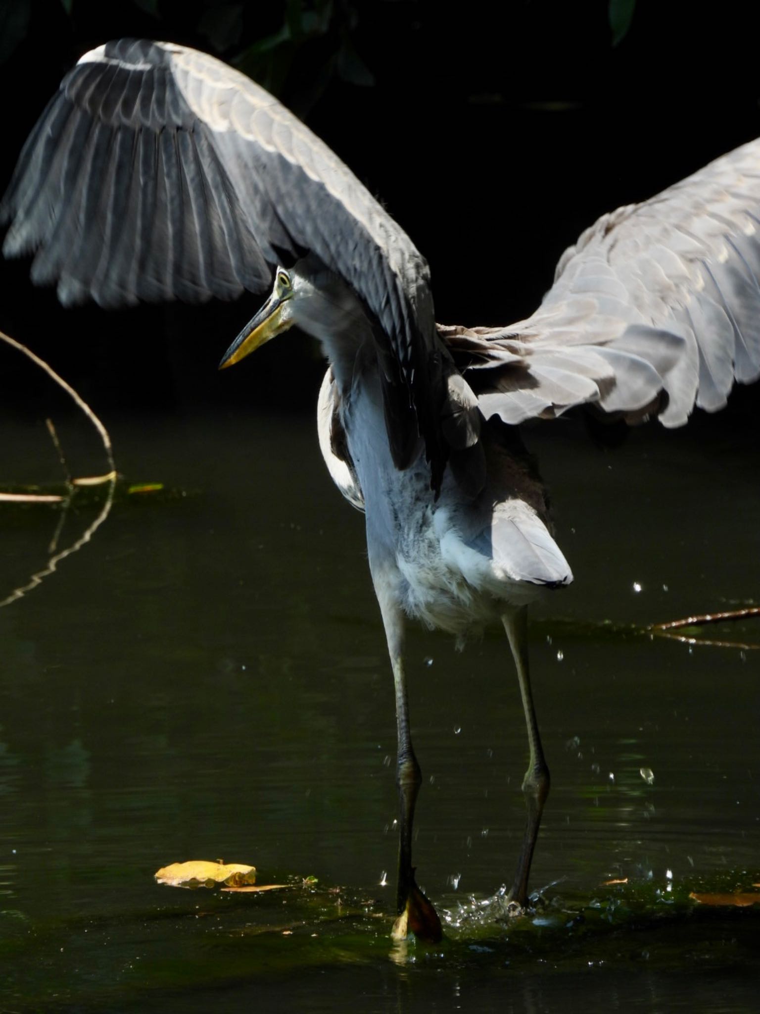 Photo of Grey Heron at Akashi Park by カモちゃん