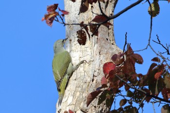 Grey-headed Woodpecker Makomanai Park Sun, 10/16/2022