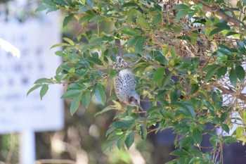 Brown-eared Bulbul Forest Park of Mie Prefecture Sat, 12/3/2022