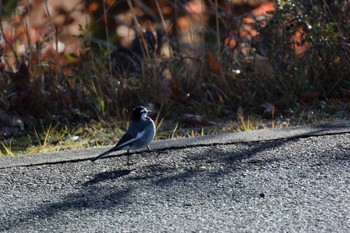 White Wagtail Forest Park of Mie Prefecture Sat, 12/3/2022