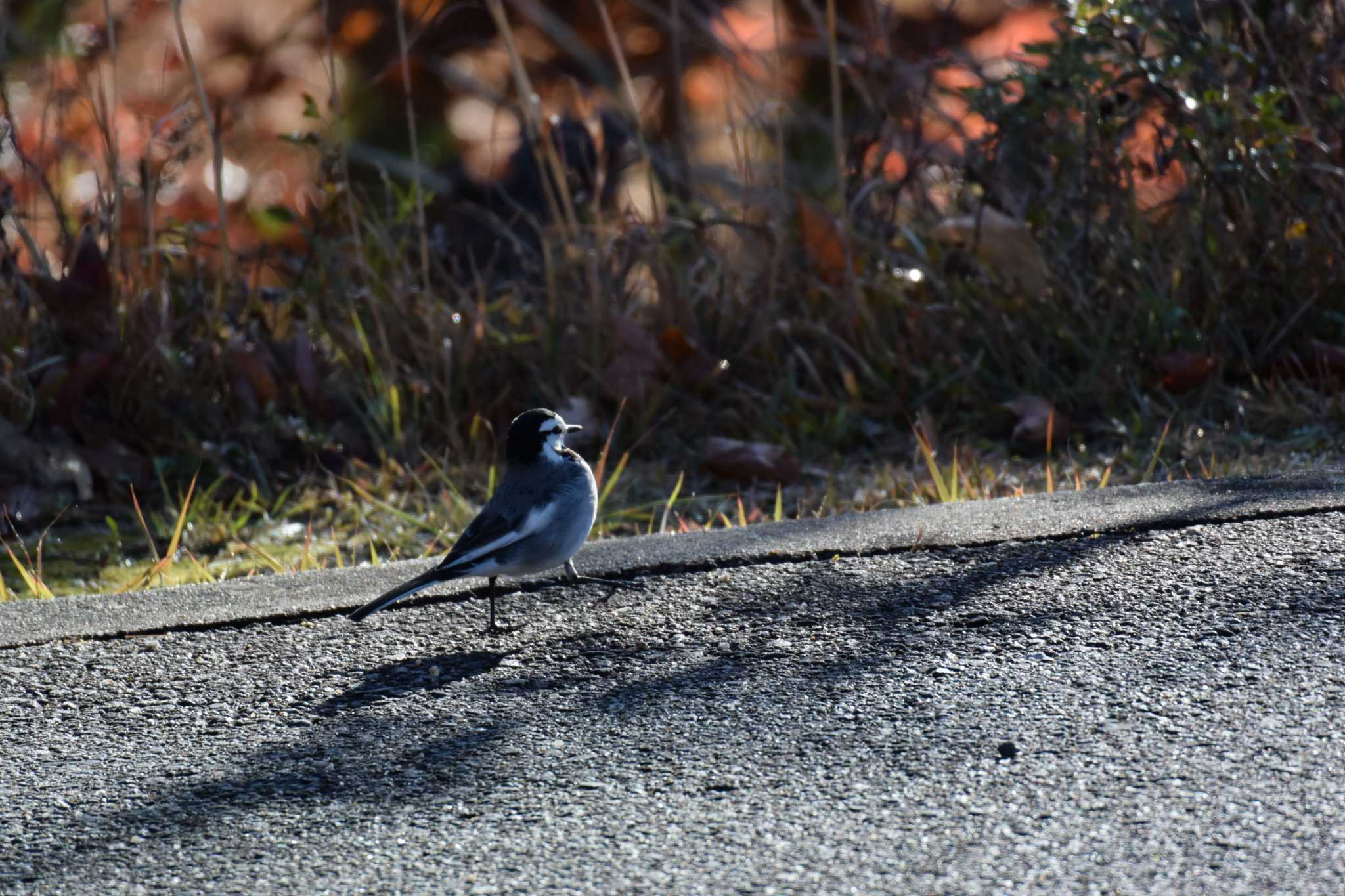 Photo of White Wagtail at Forest Park of Mie Prefecture by sword-fish8240