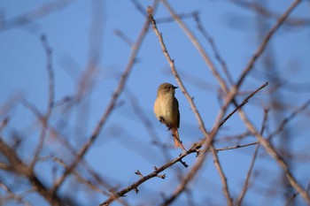 ジョウビタキ 三重県民の森 2022年12月3日(土)