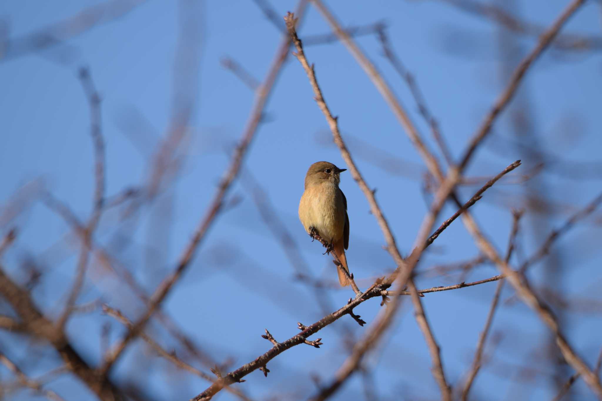 三重県民の森 ジョウビタキの写真 by sword-fish8240