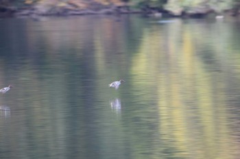 2022年12月3日(土) 両ヶ池(いなべ市)の野鳥観察記録