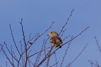 Hawfinch 杭瀬川スポーツ公園 Tue, 11/22/2022