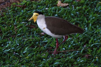 Masked Lapwing ケアンズ Sun, 10/9/2022