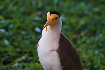 Masked Lapwing ケアンズ Sun, 10/9/2022