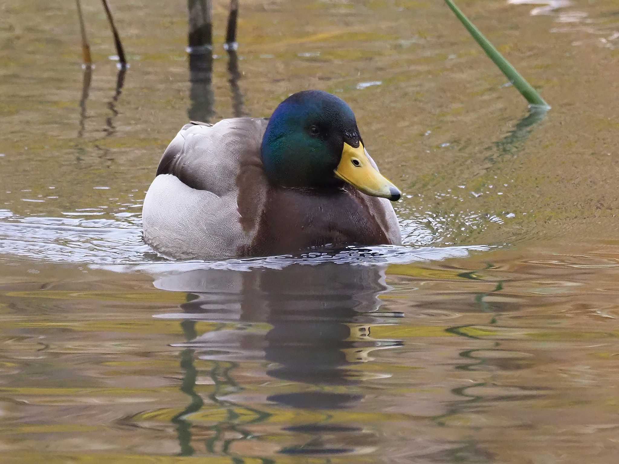 マガモ